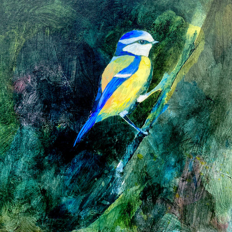 Mrs Blue Tit